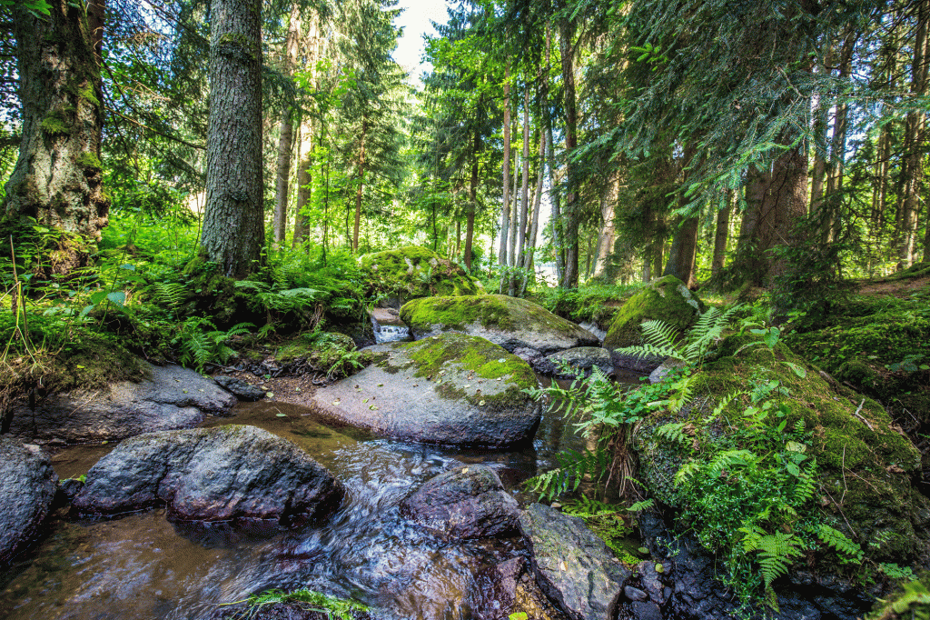 Waldnaab-Böhmerwald-Runde – Wandern Ohne Gepäck